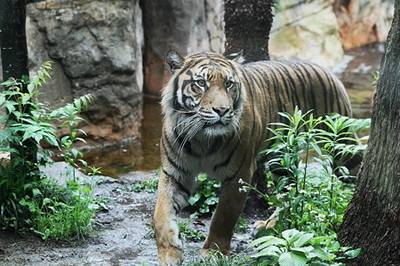 ueno_zoo.jpg